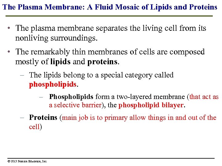 The Plasma Membrane: A Fluid Mosaic of Lipids and Proteins • The plasma membrane
