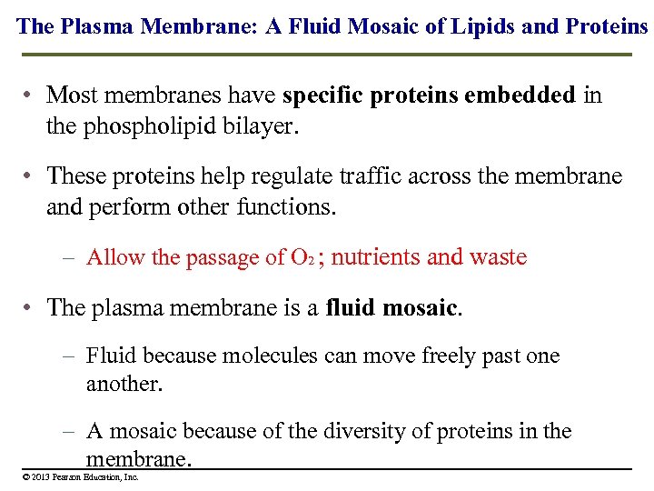 The Plasma Membrane: A Fluid Mosaic of Lipids and Proteins • Most membranes have