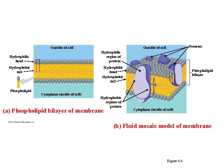 Outside of cell Hydrophilic region of protein Hydrophilic head Hydrophobic tail Phospholipid Proteins Outside