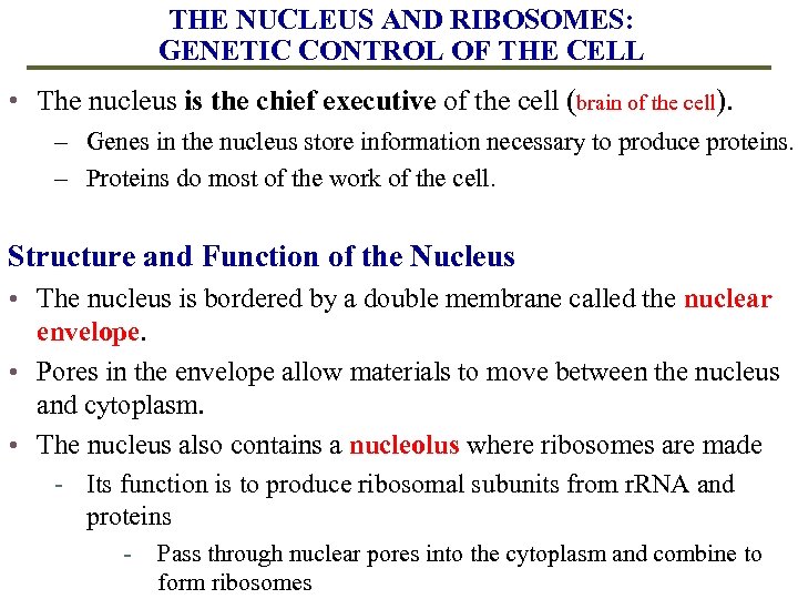 THE NUCLEUS AND RIBOSOMES: GENETIC CONTROL OF THE CELL • The nucleus is the