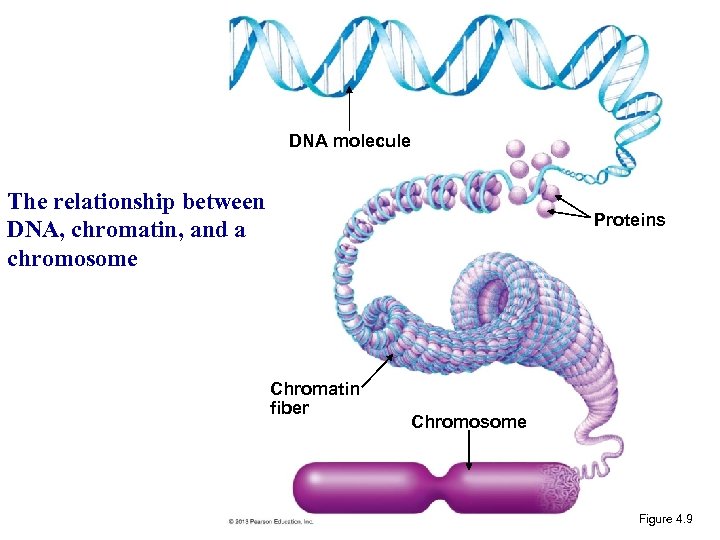 DNA molecule The relationship between DNA, chromatin, and a chromosome Proteins Chromatin fiber Chromosome