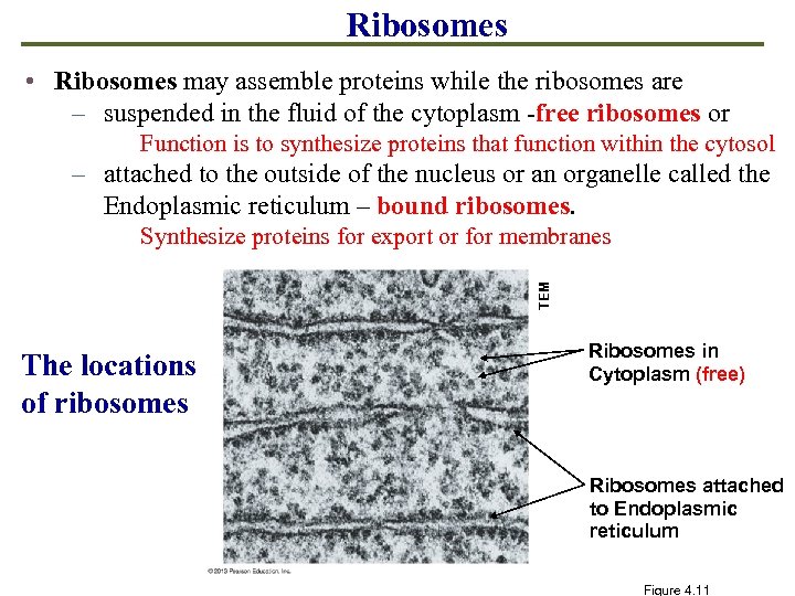 Ribosomes • Ribosomes may assemble proteins while the ribosomes are – suspended in the