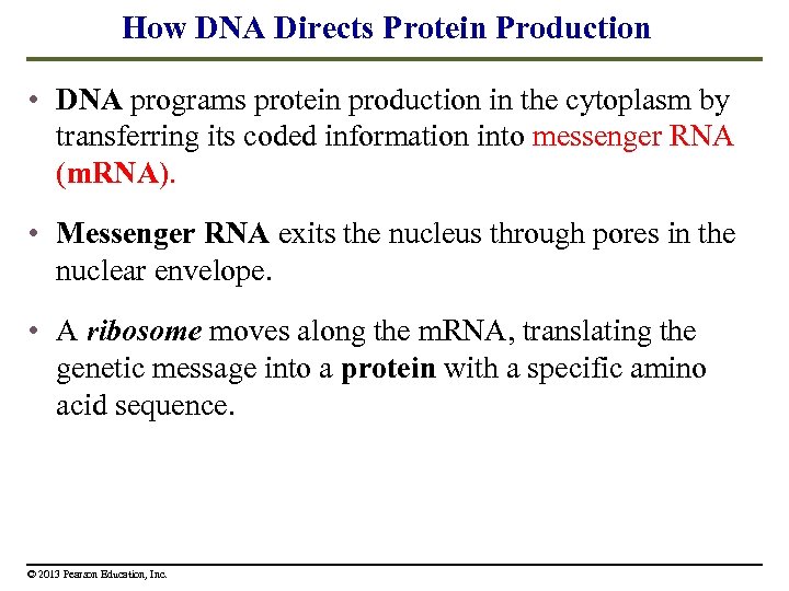 How DNA Directs Protein Production • DNA programs protein production in the cytoplasm by