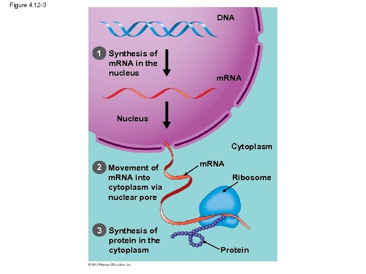 Figure 4. 12 -3 DNA 1 Synthesis of m. RNA in the nucleus m.
