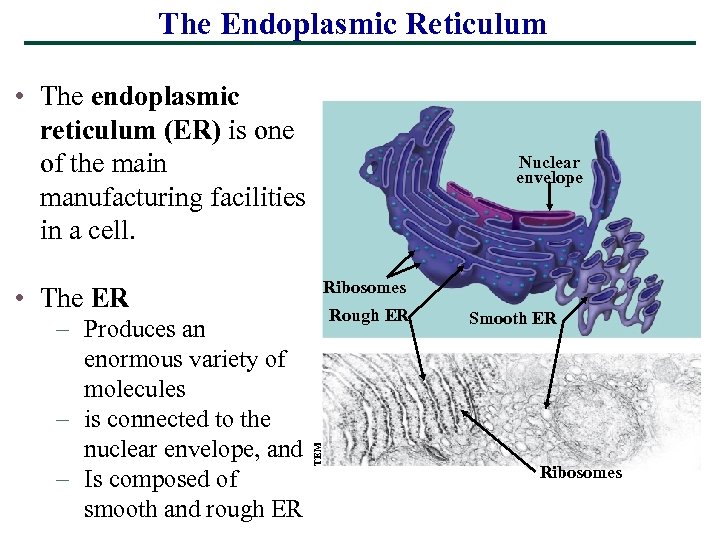 The Endoplasmic Reticulum • The endoplasmic reticulum (ER) is one of the main manufacturing
