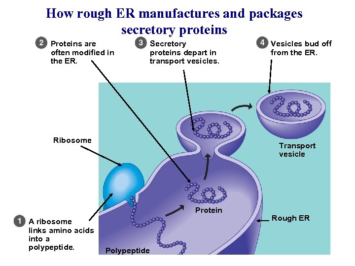 How rough ER manufactures and packages secretory proteins Proteins are often modified in the