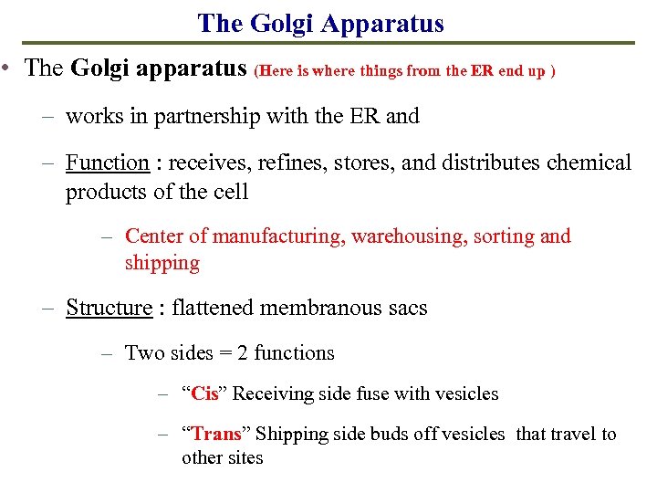 The Golgi Apparatus • The Golgi apparatus (Here is where things from the ER