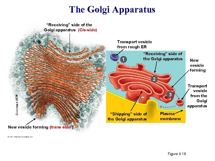 The Golgi Apparatus “Receiving” side of the Golgi apparatus (Cis-side) Transport vesicle from rough
