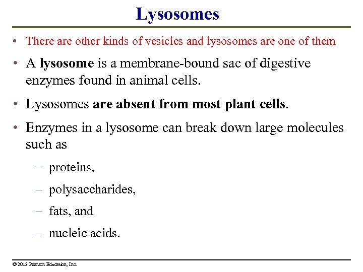 Lysosomes • There are other kinds of vesicles and lysosomes are one of them