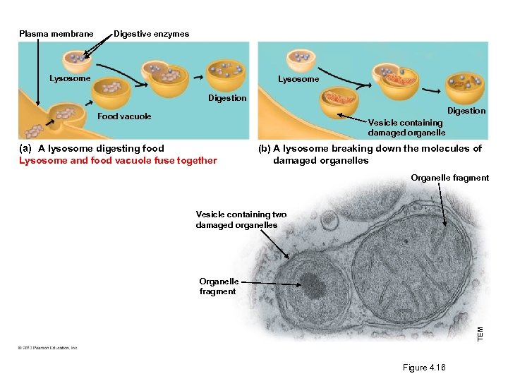Plasma membrane Digestive enzymes Lysosome Digestion Food vacuole Vesicle containing damaged organelle (a) A