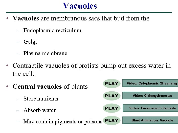 Vacuoles • Vacuoles are membranous sacs that bud from the – Endoplasmic recticulum –