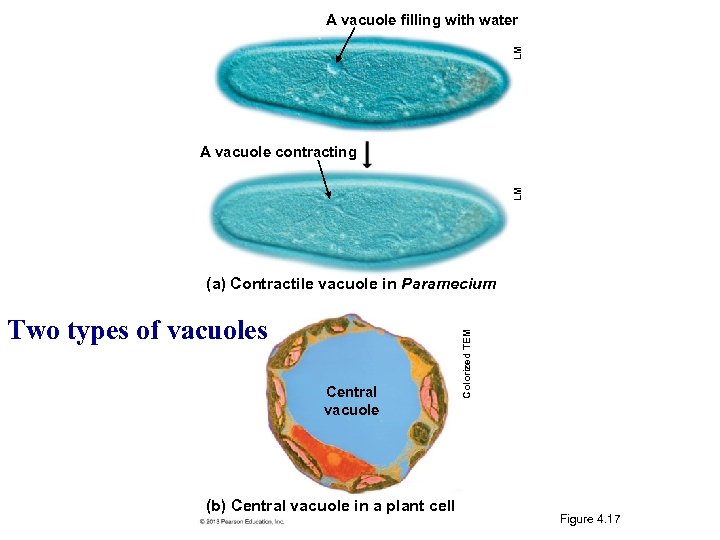 LM A vacuole filling with water LM A vacuole contracting Two types of vacuoles