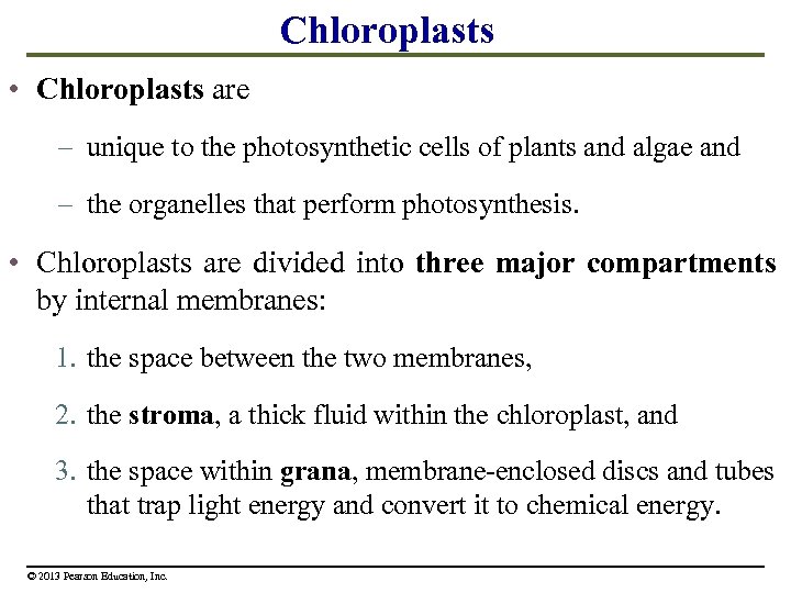 Chloroplasts • Chloroplasts are – unique to the photosynthetic cells of plants and algae
