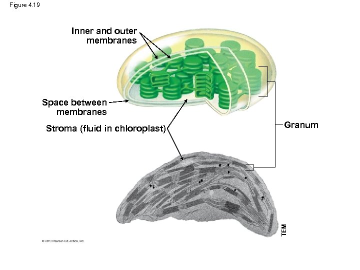 Figure 4. 19 Inner and outer membranes Space between membranes Granum TEM Stroma (fluid