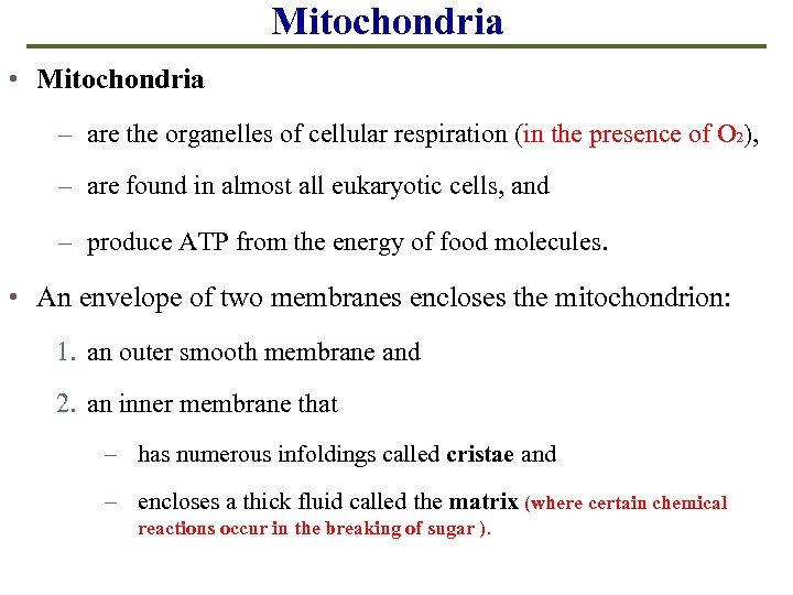 Mitochondria • Mitochondria – are the organelles of cellular respiration (in the presence of