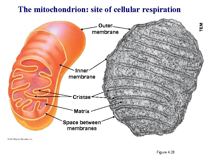 The mitochondrion: site of cellular respiration TEM Outer membrane Inner membrane Cristae Matrix Space