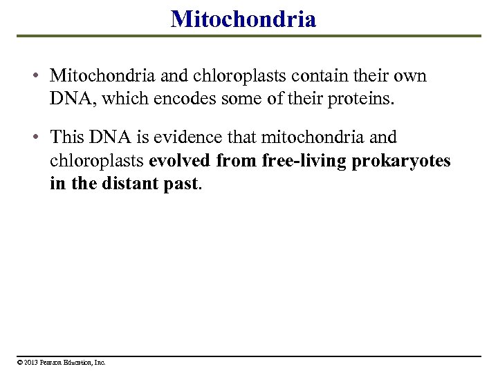 Mitochondria • Mitochondria and chloroplasts contain their own DNA, which encodes some of their