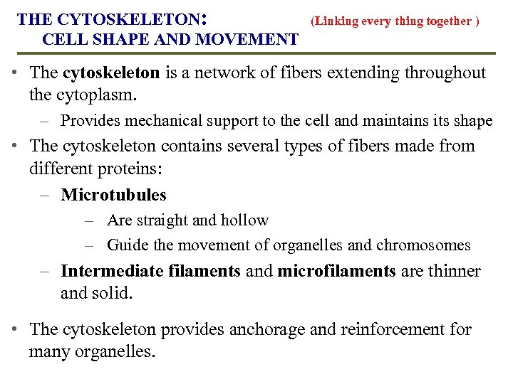 THE CYTOSKELETON: CELL SHAPE AND MOVEMENT (Linking every thing together ) • The cytoskeleton