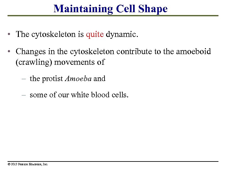 Maintaining Cell Shape • The cytoskeleton is quite dynamic. • Changes in the cytoskeleton