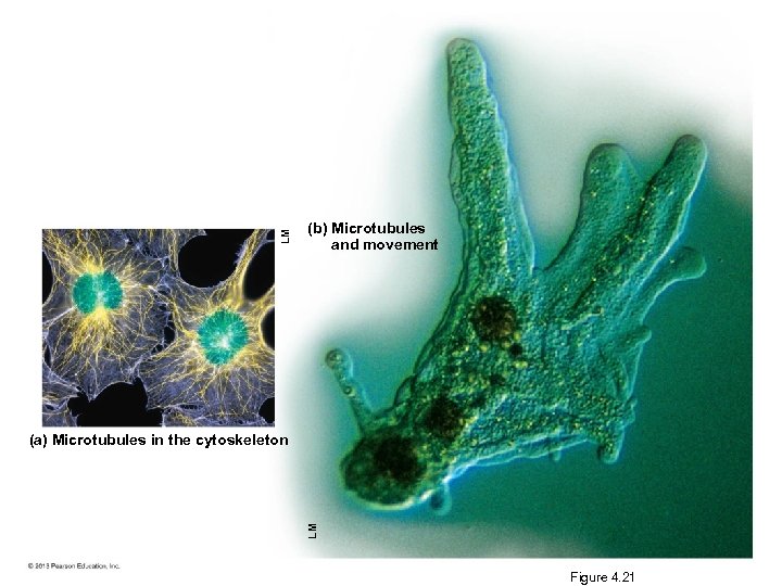 LM (b) Microtubules and movement LM (a) Microtubules in the cytoskeleton Figure 4. 21