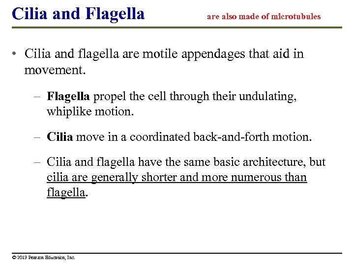 Cilia and Flagella are also made of microtubules • Cilia and flagella are motile