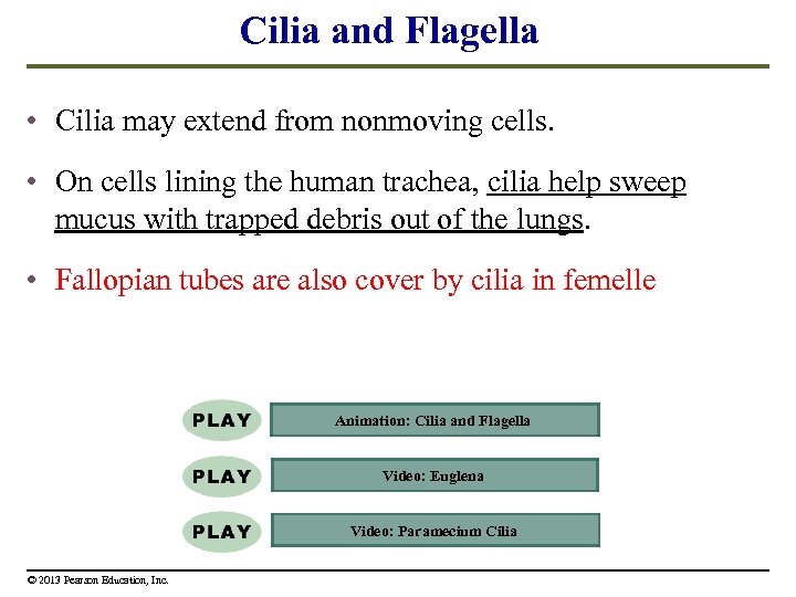 Cilia and Flagella • Cilia may extend from nonmoving cells. • On cells lining
