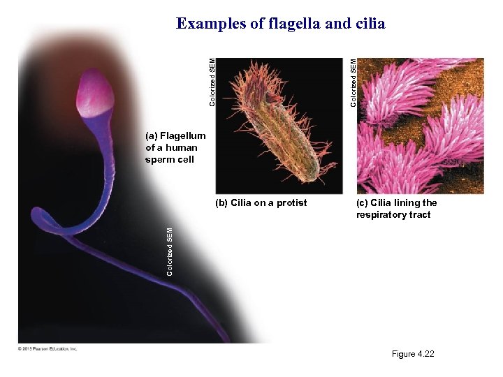 Colorized SEM Examples of flagella and cilia (a) Flagellum of a human sperm cell