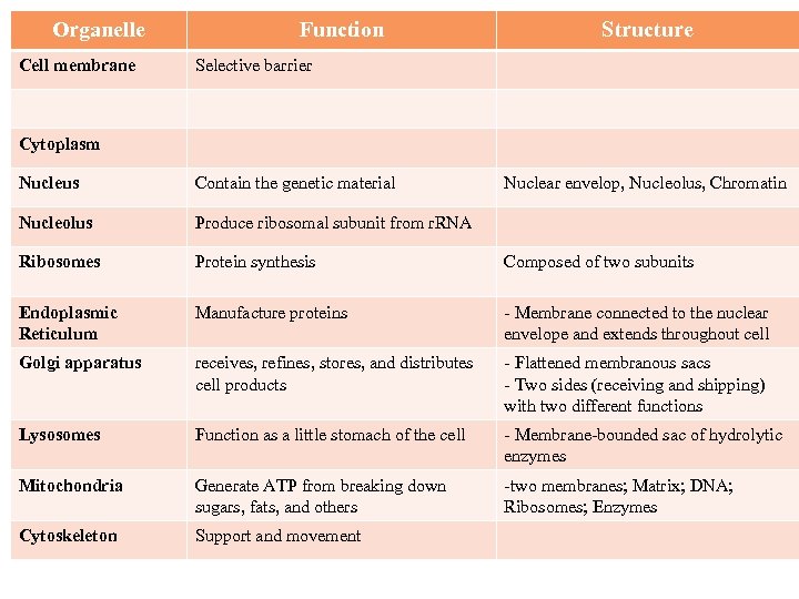 Organelle Cell membrane Function Structure Selective barrier Cytoplasm Nucleus Contain the genetic material Nuclear