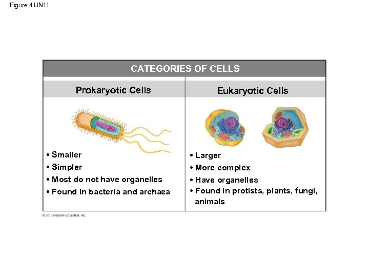 Figure 4. UN 11 CATEGORIES OF CELLS Prokaryotic Cells Eukaryotic Cells • Smaller •