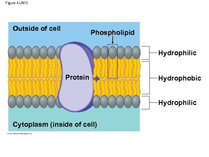 Figure 4. UN 12 Outside of cell Phospholipid Hydrophilic Protein Hydrophobic Hydrophilic Cytoplasm (inside