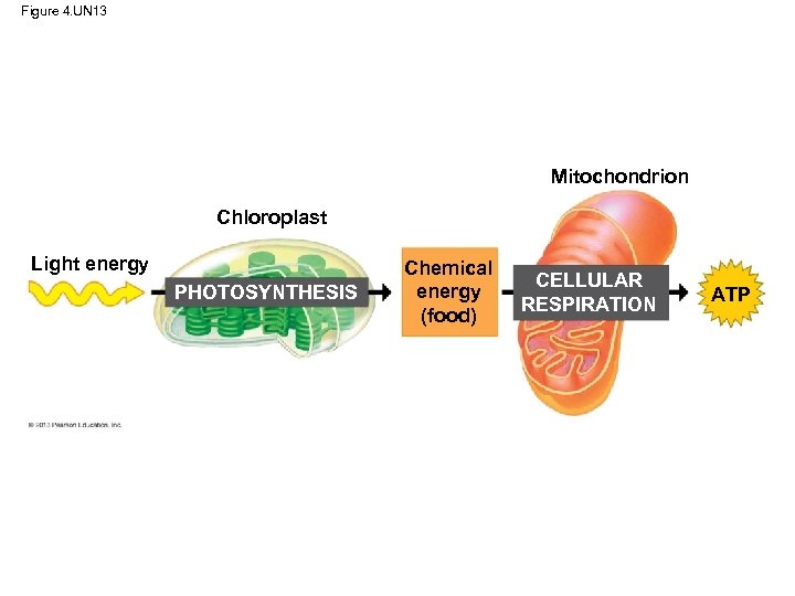 Figure 4. UN 13 Mitochondrion Chloroplast Light energy PHOTOSYNTHESIS Chemical energy (food) CELLULAR RESPIRATION