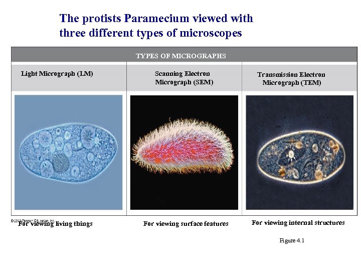 The protists Paramecium viewed with three different types of microscopes TYPES OF MICROGRAPHS Light