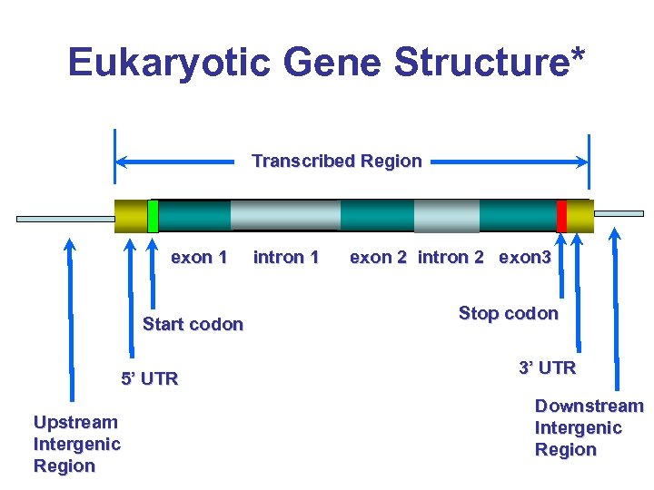Eukaryotic Gene Structure* Transcribed Region exon 1 Start codon 5’ UTR Upstream Intergenic Region