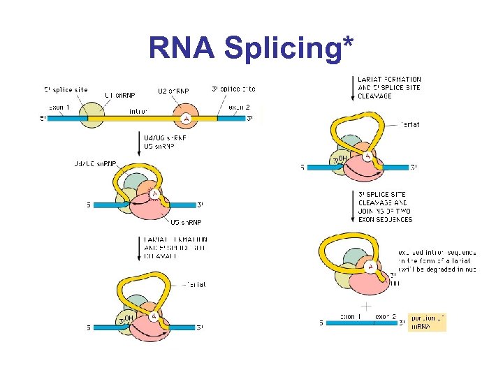 RNA Splicing* 