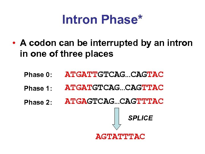 Intron Phase* • A codon can be interrupted by an intron in one of