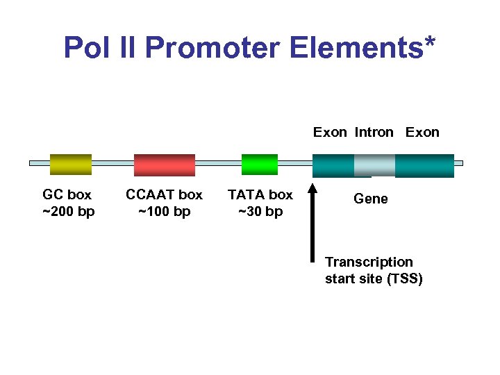 Pol II Promoter Elements* Exon Intron Exon GC box ~200 bp CCAAT box ~100