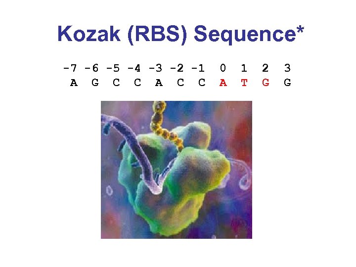Kozak (RBS) Sequence* -7 -6 -5 -4 -3 -2 -1 A G C C