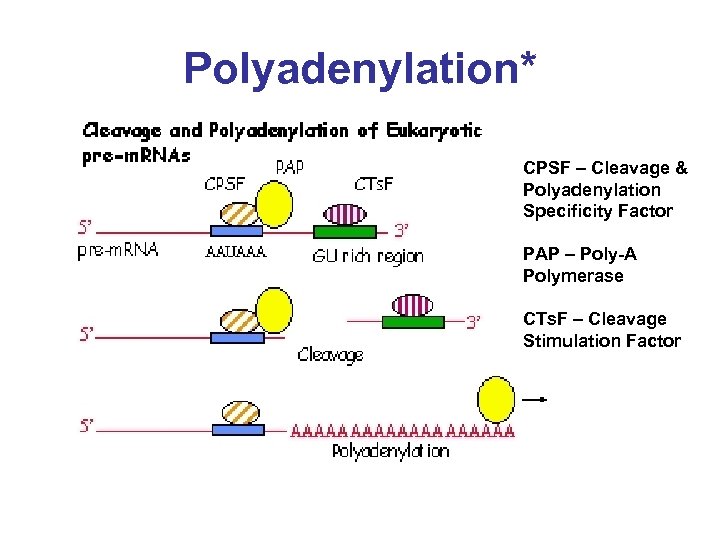 Polyadenylation* CPSF – Cleavage & Polyadenylation Specificity Factor PAP – Poly-A Polymerase CTs. F