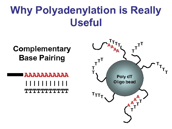 Why Polyadenylation is Really Useful Complementary Base Pairing AAAAAA |||||| TTTTTT TT AA T