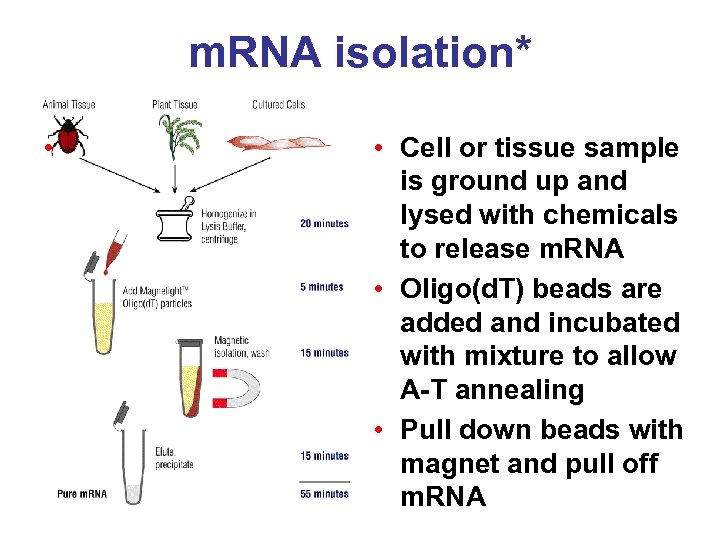 m. RNA isolation* • • Cell or tissue sample is ground up and lysed