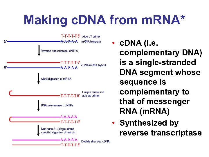 Making c. DNA from m. RNA* • c. DNA (i. e. complementary DNA) is