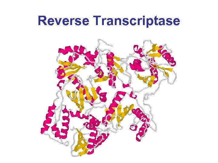 Reverse Transcriptase 