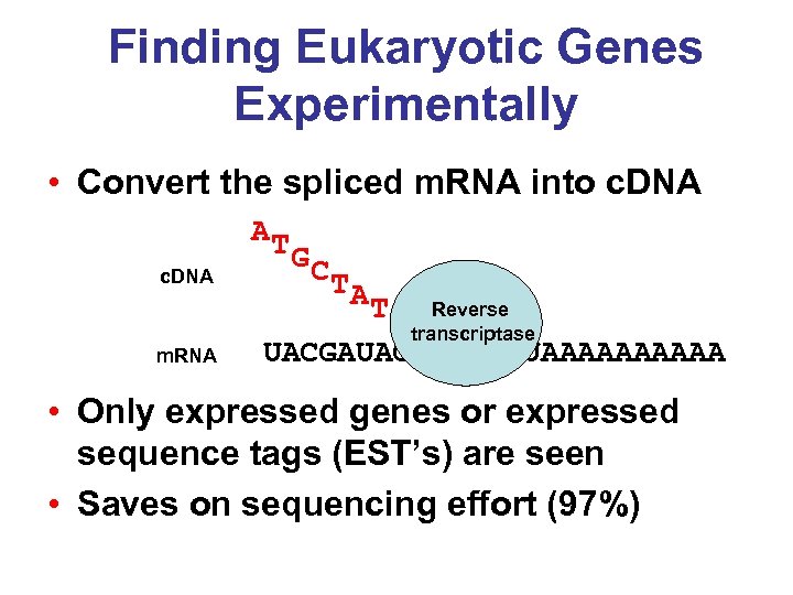 Finding Eukaryotic Genes Experimentally • Convert the spliced m. RNA into c. DNA AT