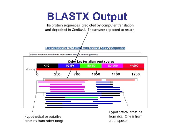 BLASTX Output 