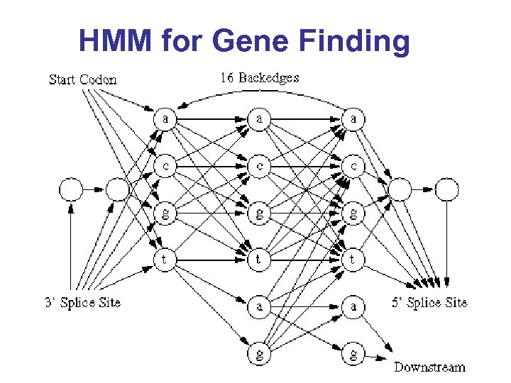 HMM for Gene Finding 