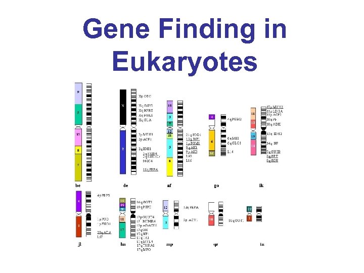 Gene Finding in Eukaryotes 