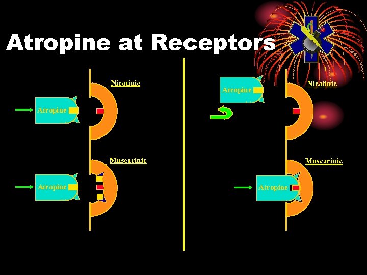 Atropine at Receptors Nicotinic Atropine Muscarinic Atropine 