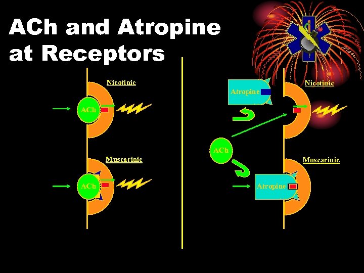 ACh and Atropine at Receptors Nicotinic Atropine ACh Muscarinic Atropine 