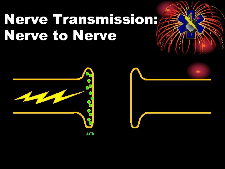 Nerve Transmission: Nerve to Nerve ACh 