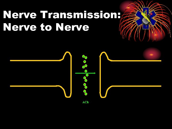 Nerve Transmission: Nerve to Nerve ACh 